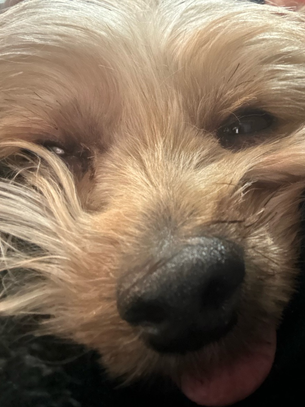 Meet your Posher, Sophia